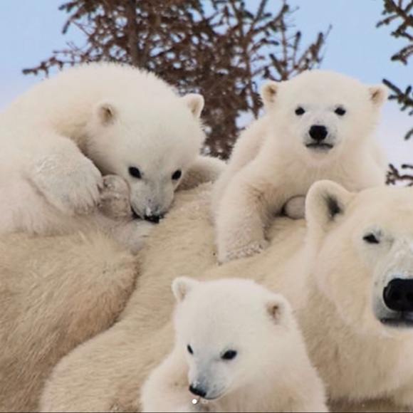 Meet your Posher, Adela - Picture 1 of 1